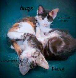 Lost Female Cat last seen Clarkmill rd, Sweet Home, OR 97386