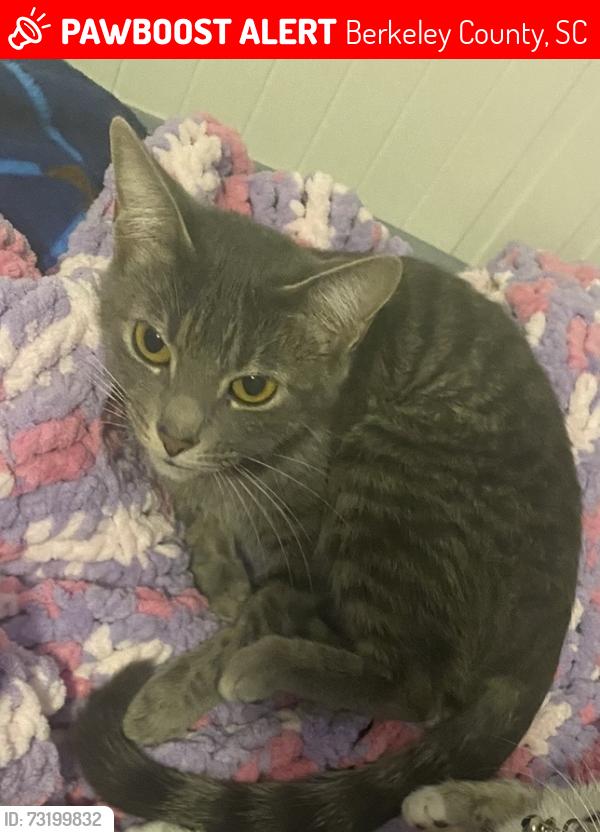 Lost Female Cat last seen North Creek Dr and Snowy Plover Ln, Berkeley County, SC 29486