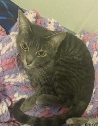 Lost Female Cat last seen North Creek Dr and Snowy Plover Ln, Berkeley County, SC 29486