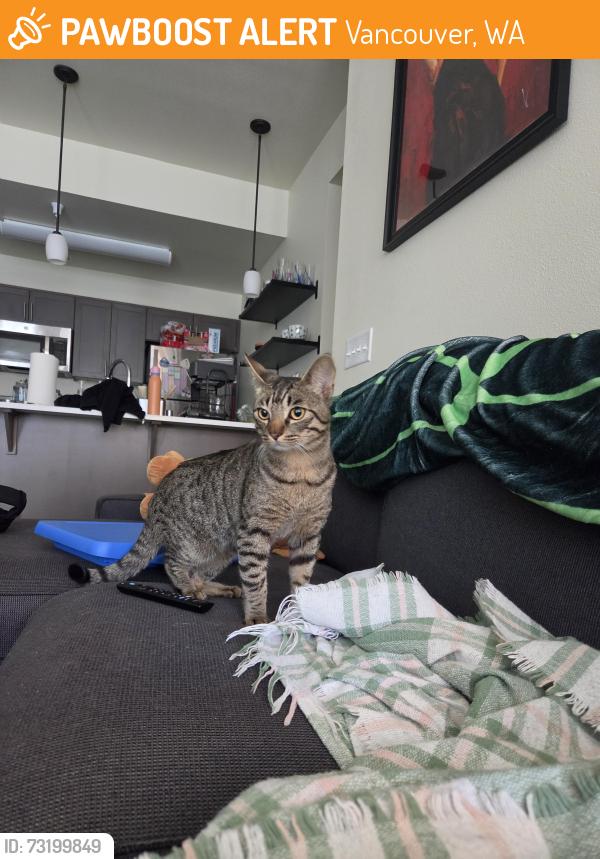 Found/Stray Male Cat last seen Haven Place apmts in Vancouver, WA. The cross streets are NE 49th street and NE 122 ave., Vancouver, WA 98682