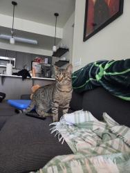 Found/Stray Male Cat last seen Haven Place apmts in Vancouver, WA. The cross streets are NE 49th street and NE 122 ave., Vancouver, WA 98682