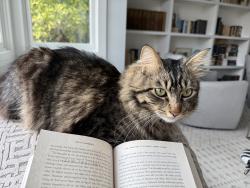 Lost Male Cat last seen Sheldon Rd, Los Gatos, CA 95030