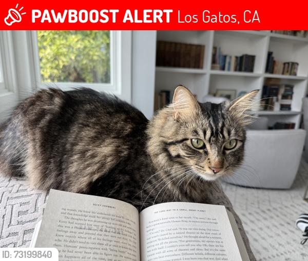 Lost Male Cat last seen Sheldon Rd, Los Gatos, CA 95030