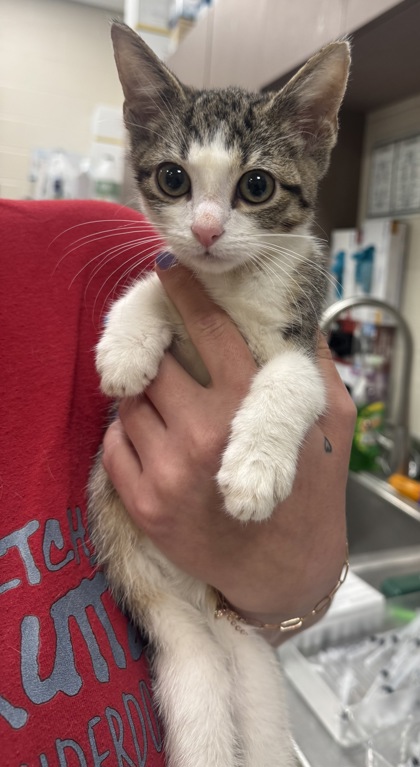 Shelter Stray Male Cat last seen Greenfield and IN-37, Noblesville City, IN, 10501 Hague Rd, Fishers, IN 46038, USA
