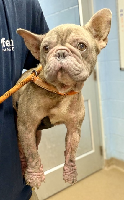 Shelter Stray Female Dog last seen Decatur, 30058, GA, 3280 Chamblee Dunwoody Rd, Chamblee, GA 30341, USA