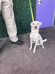 Shelter Stray Male Dog last seen Near JENSEN AVE, CITY of El Paso, TX, 5001 Fred Wilson Ave, El Paso, TX 79906, USA