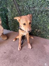 Shelter Stray Female Dog last seen Near NEPAL SKY ST, COUNTY of El Paso, TX, 5001 Fred Wilson Ave, El Paso, TX 79906, USA
