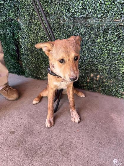 Shelter Stray Female Dog last seen Near NEPAL SKY ST, COUNTY of El Paso, TX, 5001 Fred Wilson Ave, El Paso, TX 79906, USA