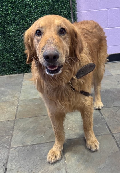 Shelter Stray Male Dog last seen MIKE PRICE DR & EDGEMERE, CITY of El Paso, TX, 5001 Fred Wilson Ave, El Paso, TX 79906, USA