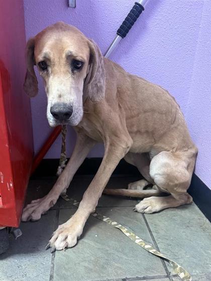 Shelter Stray Female Dog last seen Near DYER ST, CITY of El Paso, TX, 5001 Fred Wilson Ave, El Paso, TX 79906, USA