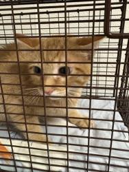 Shelter Stray Unknown Cat last seen Near E Magnolia Ave, Knox County GP, TN, 3201 Division St, Knoxville, TN 37919, USA