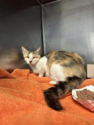 Shelter Stray Female Cat last seen Near Friendship Seven, CITY of El Paso, TX, 5001 Fred Wilson Ave, El Paso, TX 79906, USA