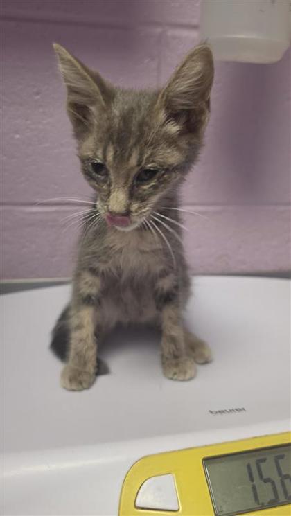 Shelter Stray Female Cat last seen Near Angie Bombach, CITY of El Paso, TX, 5001 Fred Wilson Ave, El Paso, TX 79906, USA