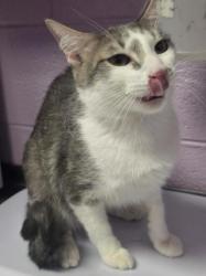 Shelter Stray Male Cat last seen Near Arizona ave, CITY of El Paso, TX, 5001 Fred Wilson Ave, El Paso, TX 79906, USA