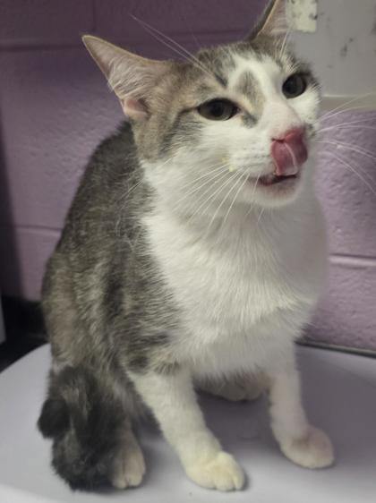 Shelter Stray Male Cat last seen Near Arizona ave, CITY of El Paso, TX, 5001 Fred Wilson Ave, El Paso, TX 79906, USA