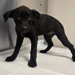 Shelter Stray Female Dog last seen N Howard Ave & W McKinley Ave, Kerman Zone Fresno CO 1A 93630, CA, 1510 W Dan Ronquillo Dr, Fresno, CA 93706, USA