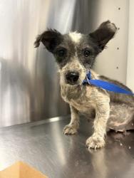 Shelter Stray Female Dog last seen N Biola Ave & W D St, Biola Zone Fresno CO 1A 93606, CA, 1510 W Dan Ronquillo Dr, Fresno, CA 93706, USA
