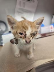 Shelter Stray Male Cat last seen Hopewell Rd & CA-180, Squaw (Yokuts) Valley Zone Fresno CO 4 93675, CA, 1510 W Dan Ronquillo Dr, Fresno, CA 93706, USA