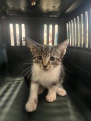 Shelter Stray Male Cat last seen Near Long Beach Cir, Sandy Springs, GA, 1251 Fulton Industrial Blvd NW, Atlanta, GA 30336, USA