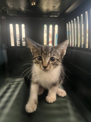 Shelter Stray Male Cat last seen Near Long Beach Cir, Sandy Springs, GA, 1251 Fulton Industrial Blvd NW, Atlanta, GA 30336, USA