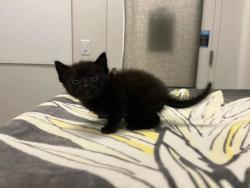 Shelter Stray Female Cat last seen E 82nd and Troost, 64131, MO, 7077 Elmwood Ave, Kansas City, MO 64132, USA