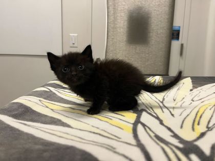 Shelter Stray Female Cat last seen E 82nd and Troost, 64131, MO, 7077 Elmwood Ave, Kansas City, MO 64132, USA