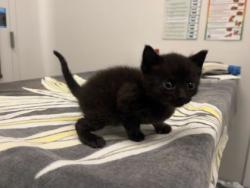 Shelter Stray Female Cat last seen E 82nd and Troost, 64131, MO, 7077 Elmwood Ave, Kansas City, MO 64132, USA
