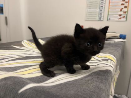 Shelter Stray Female Cat last seen E 82nd and Troost, 64131, MO, 7077 Elmwood Ave, Kansas City, MO 64132, USA