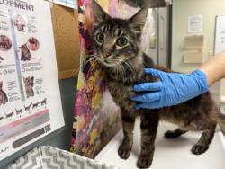 Shelter Stray Male Cat last seen Buster and Goodwood 43612, Lucas County, MI, 827 Illinois Ave, Maumee, OH 43537, USA