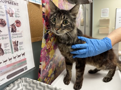 Shelter Stray Male Cat last seen Buster and Goodwood 43612, Lucas County, MI, 827 Illinois Ave, Maumee, OH 43537, USA