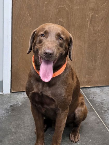 Shelter Stray Male Dog last seen Blueway Ave and Clearpath Street, Berkeley County, SC, 2455 Remount Rd, North Charleston, SC 29406, USA