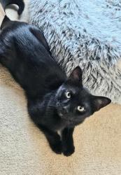 Shelter Stray Male Cat last seen Near E North Ave Balt., MD 21213, 21213, MD, 2490 Giles Rd, Baltimore, MD 21225, USA