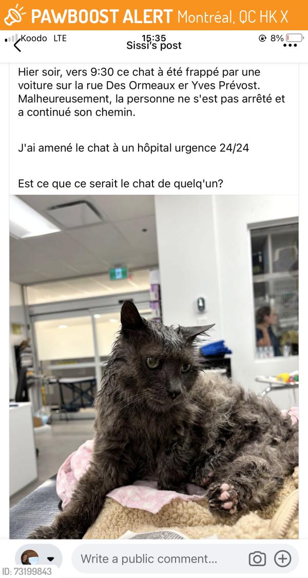 Found/Stray Unknown Cat last seen Rue des Orneaux et boulevard Yves-Prévost, Montréal, QC H1K 2X5