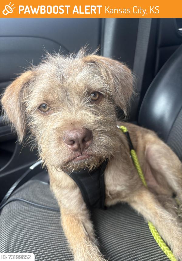 Found/Stray Male Dog last seen 38th street, Kansas City, KS 66102