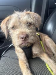 Found/Stray Male Dog last seen 38th street, Kansas City, KS 66102