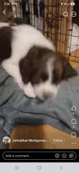 Lost Male Dog last seen Near 908-1101 Gypsy Hollow Rd, Shinnston, WV 26361, Harrison County, WV 26431