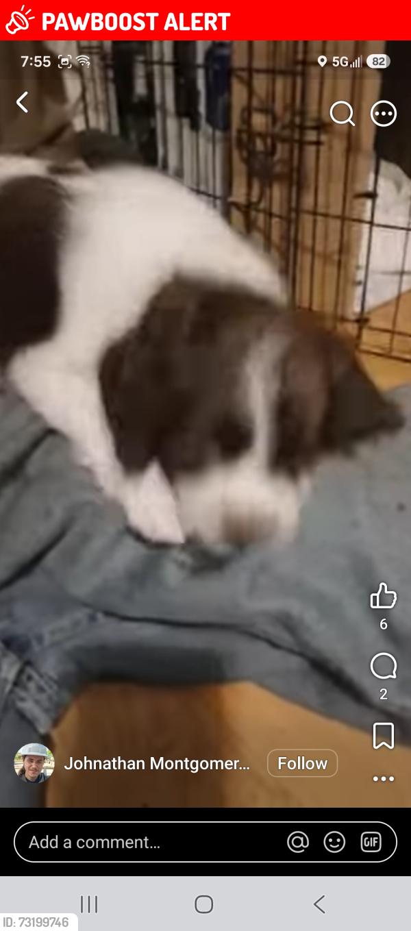 Lost Male Dog last seen Near 908-1101 Gypsy Hollow Rd, Shinnston, WV 26361, Harrison County, WV 26431