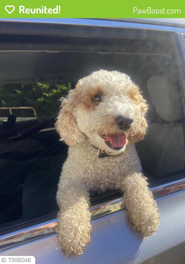 Reunited Male Dog last seen Oak Hill Drive, Granite Bay, CA 95746