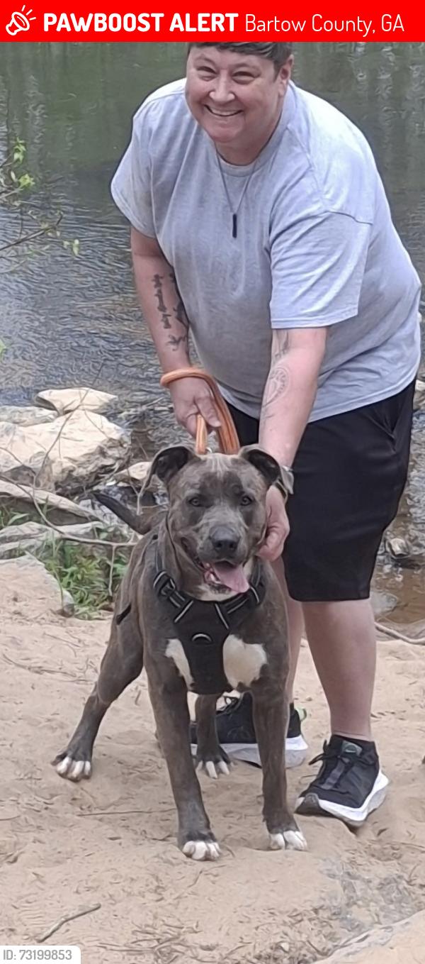 Lost Male Dog last seen Harrison rd, Bartow County, GA 30120
