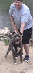 Lost Male Dog last seen Harrison rd, Bartow County, GA 30120