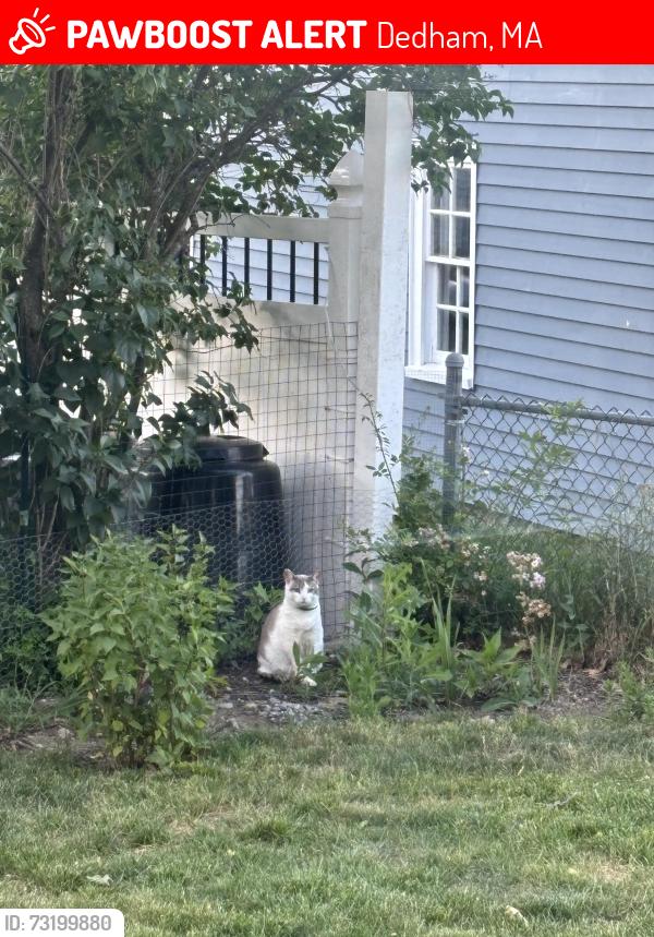 Lost Male Cat last seen Grandfield st, Dedham, ma, Dedham, MA 02026