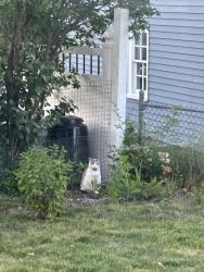 Lost Male Cat last seen Grandfield st, Dedham, ma, Dedham, MA 02026