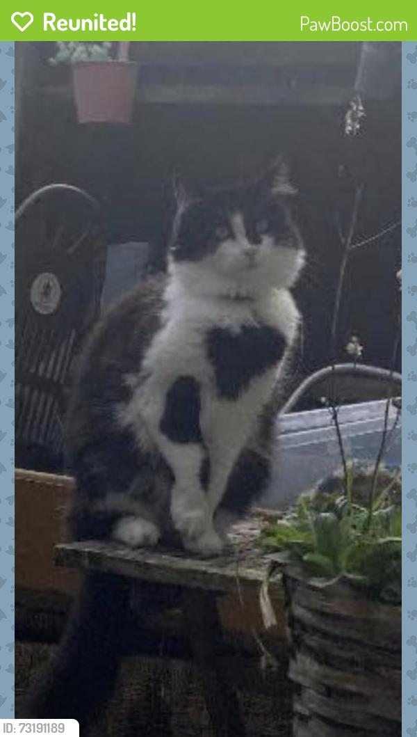 Reunited Male Cat last seen normandy way, Hampshire, England SP6 1RT