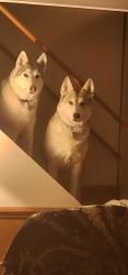 Reunited Male Dog last seen Peppertree neighborhood, Clemmons, NC 27012