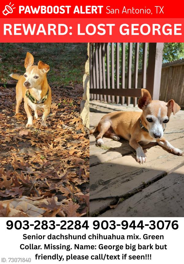 Lost Male Dog last seen Big Wolf Market gas station, San Antonio, TX 78245