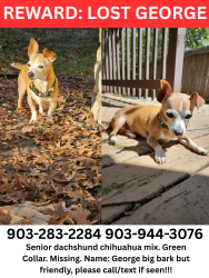 Lost Male Dog last seen Big Wolf Market gas station, San Antonio, TX 78245