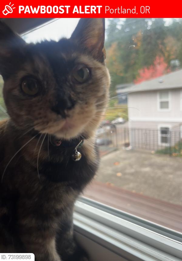 Lost Female Cat last seen Sw 11th St & Sw Gaines St, Portland, OR 97239