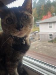 Lost Female Cat last seen Sw 11th St & Sw Gaines St, Portland, OR 97239