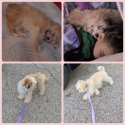 Reunited Female Dog last seen N Allison st and Jefferson St, Philadelphia, PA 19139