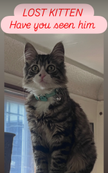 Reunited Male Cat last seen State street elementary, Huntington Park, CA 90255